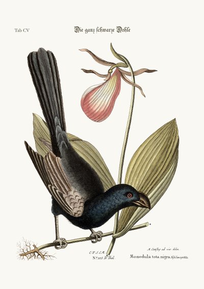 The Razor-billed Black-bird of Jamaica by Mark Catesby
